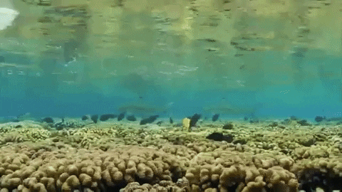 kerryanderson giphygifmaker GIF