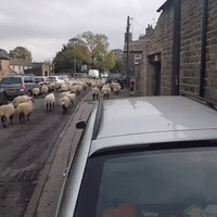 Sheep Bring Traffic to a Halt in Un-Ewe-Sual Sight in North Yorkshire, England