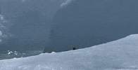 david attenborough penguin GIF