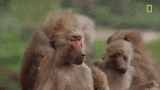 nat geo hostile planet GIF by National Geographic Channel