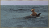 ride ima GIF