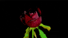 timelapse flowers GIF