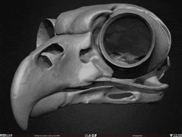 Skeleton Goat GIF
