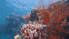 ExperienceCo diving underwater coral under the sea GIF