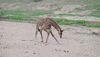 sandiegozoo happy wow yay jump GIF