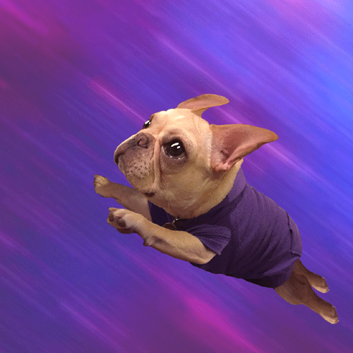 Video gif. French Bulldog puppy wears a purple onesie as it flies fast up into the sky.