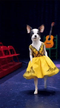 Chihuahuas Dogslovers GIF