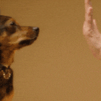 VirbacBR virbac virbacbrasil virbacbr virbacpecuaria GIF