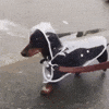 Puppy Daschund GIF