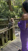 Monkey Steals Woman's Purse