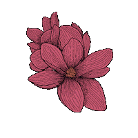 vicreg flowers flores tarot fulgor Sticker