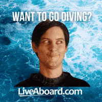 Dive Diving GIF by Joaquin Ferrando