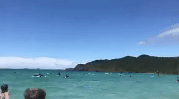 Dolphins Sneak Up on Delighted Swimmers at Northland Beach