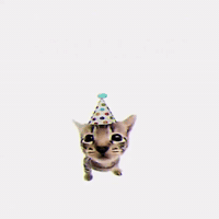 Happy New Year Cute Cat GIF by Respective
