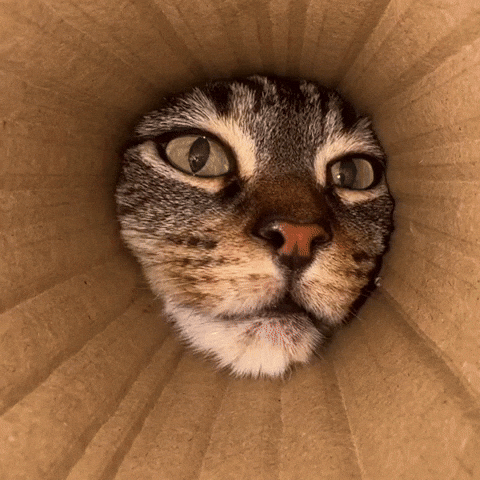 pringlecats cat weird cats silly GIF