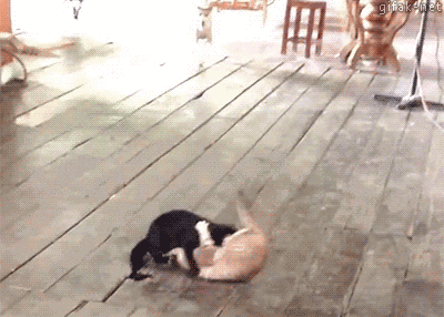 dogs stop GIF