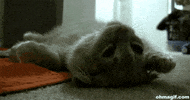 cat loving GIF