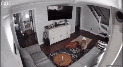 tingtinglu giphyupload GIF
