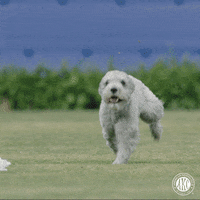 Dog Running GIF by American Kennel Club