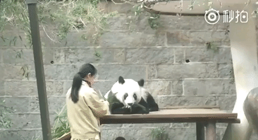 World's Oldest Captive Panda, Basi, Dies (File)