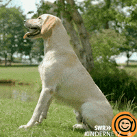 Dog What GIF by SWR Kindernetz