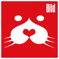 bild cute aww s liebe GIF