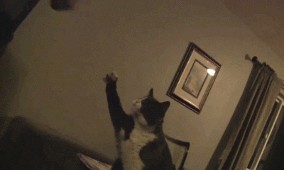 Video gif. Cat fist bumps a human.