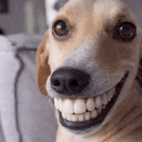 Dog Teeth GIF