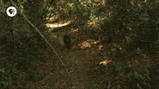 pbs adventure GIF by EARTH A New Wild