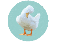 Duck Sticker