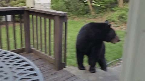 Chilling Black Bear GIF by Storyful