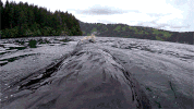 wild animals #spyinthewild GIF by PBS