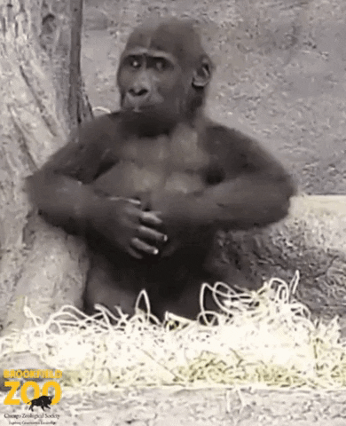 BrookfieldZoo reaction omg shocked drama GIF