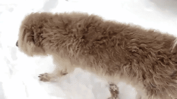 Labradoodle Pounces Into Fresh Snow as Long Island Town Blanketed