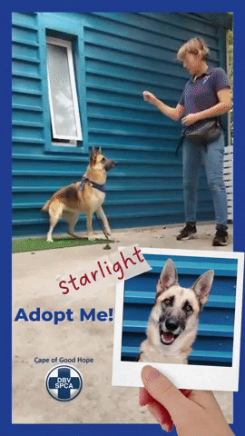 SPCA giphyupload GIF