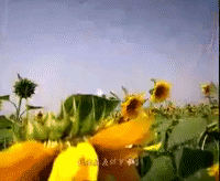 jin fei shi jia GIF
