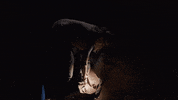 Mystery Road GIF by ABC Indigenous