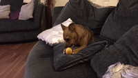 Cute Dog Steals Apple and Petulantly Eats it on the Couch Like a Human