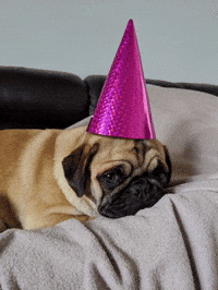 Party Dog GIF