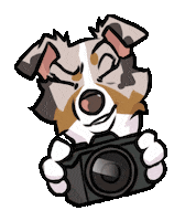 Border Collie Dog Sticker