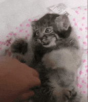 DailyMantle3 punch cute cat pallas pallas cat GIF