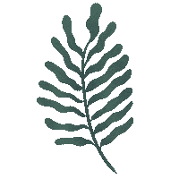claramafra nature natural leaf boho Sticker