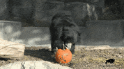 Halloween Throwing GIF by Brookfield Zoo