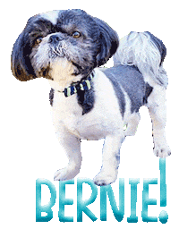 Dog Bernie Sticker