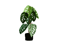 Plants Leaves Sticker by yolandaabarrio
