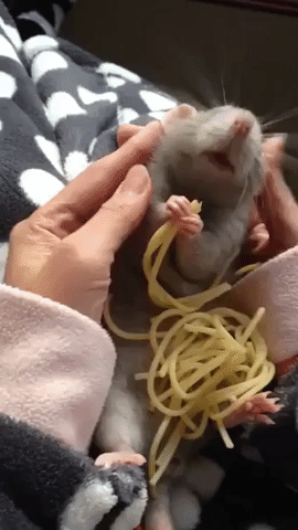This Spaghetti-Loving Rat Looks Like a Disney Character