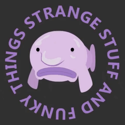 Blobfish Strange Stuff and Funky Things