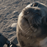 floortje dessing reizen GIF by BNNVARA