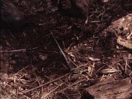 nickrewind nicksplat are you afraid of the dark the tale of the frozen ghost GIF