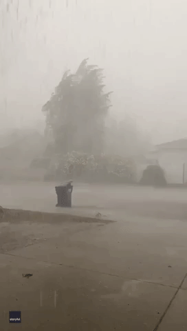 Strong Winds Fell Tree During Montana Storm